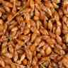 Купить Зерновая смесь MINENKO Wild Wheat (4кг) Дикая пшеница