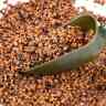 Купить Зерновая смесь MINENKO Bird Food Chilli (4кг)